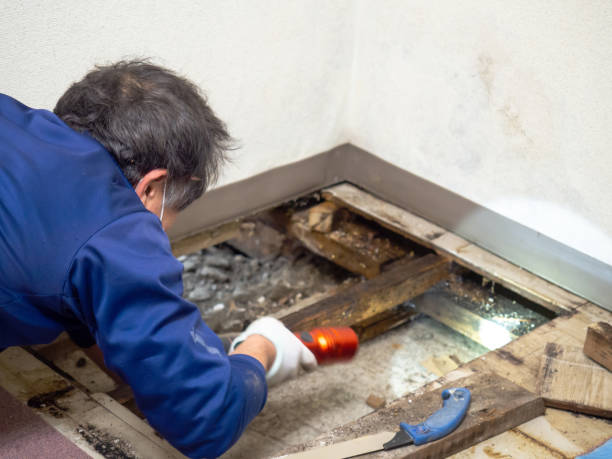Best Residential Mold Removal  in Shorewood Forest, IN