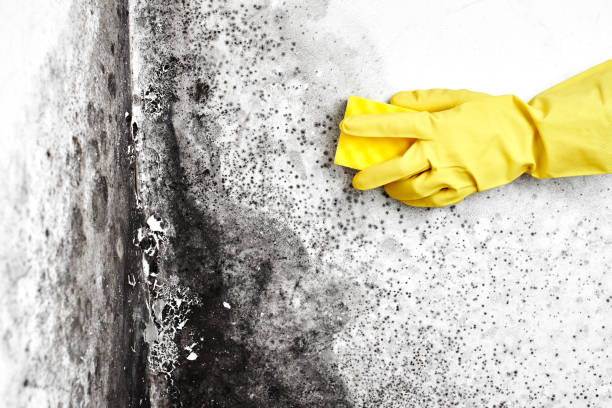 Best Commercial Mold Removal  in Shorewood Forest, IN