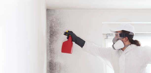 Best Certified Mold Removal  in Shorewood Forest, IN