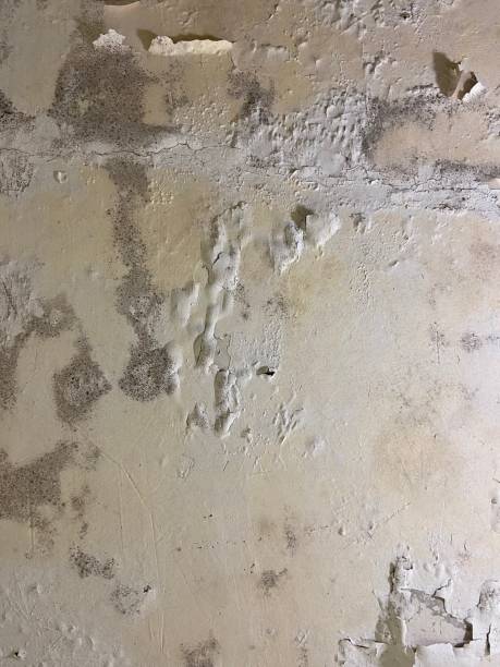 Best Best Mold Removal Companies  in Shorewood Forest, IN