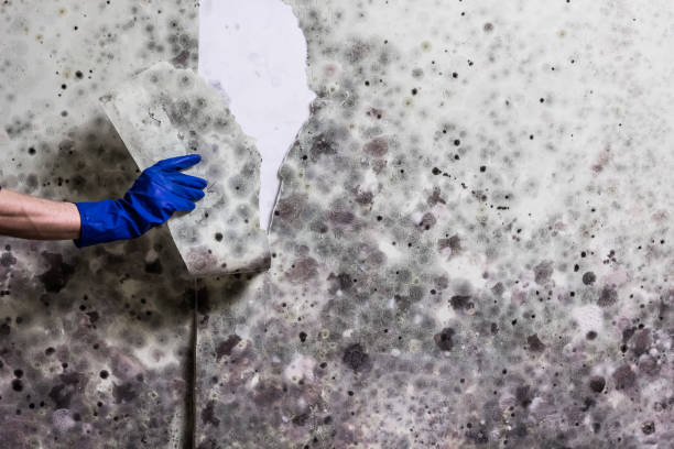 Best Black Mold Removal  in Shorewood Forest, IN